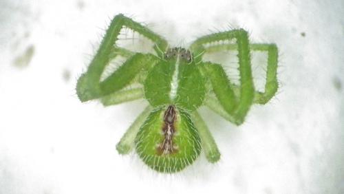 Heriaeus (graminicola-hirtus)